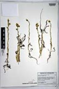 Amsinckia intermedia image