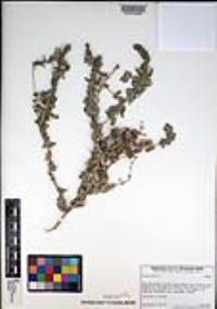 Atriplex glauca image