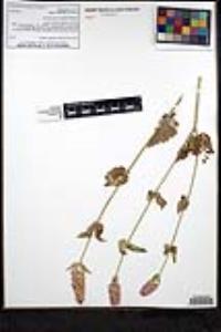 Agastache urticifolia image