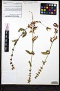 Stachys pilosa image