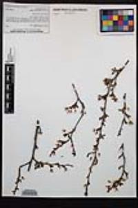 Prunus cerasifera image