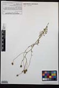 Sanguisorba officinalis image