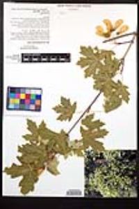 Acer grandidentatum image