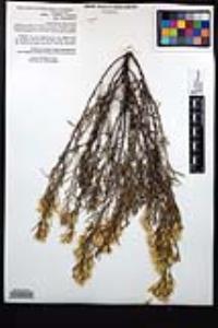 Ericameria parryi image