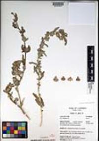 Atriplex glauca image