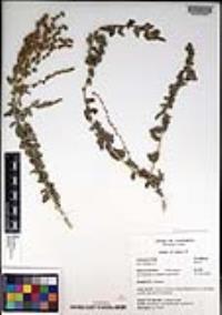 Atriplex glauca image