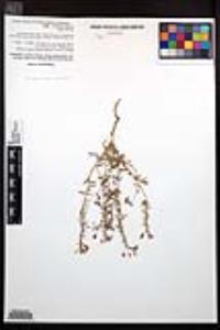 Eremothera boothii var. alyssoides image