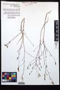 Epilobium brachycarpum image