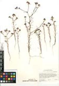 Eriastrum sapphirinum subsp. dasyanthum image