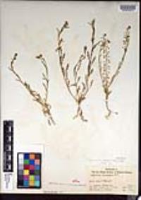 Lepidium virginicum image