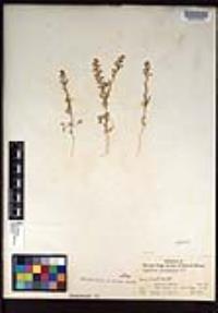 Lepidium lasiocarpum image