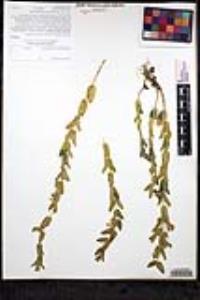 Scutellaria bolanderi subsp. austromontana image
