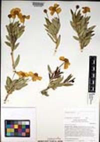 Dendromecon rigida image