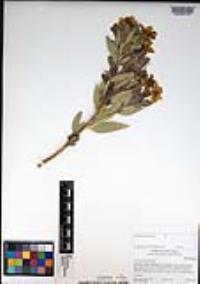 Dendromecon rigida image