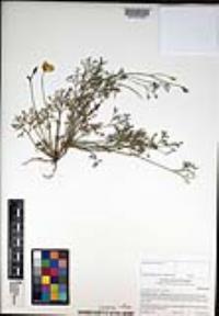 Eschscholzia parishii image