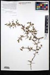 Ziziphus parryi image