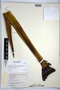 Yucca schidigera image