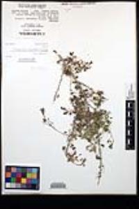 Senegalia greggii image