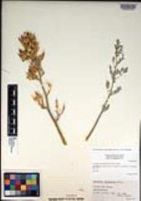 Ehrendorferia chrysantha image