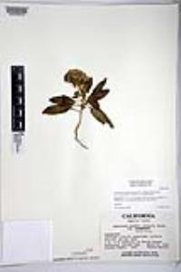 Eremothera boothii var. decorticans image