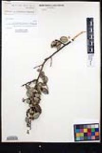 Ceanothus oliganthus var. orcuttii image