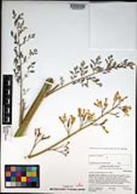 Ehrendorferia chrysantha image