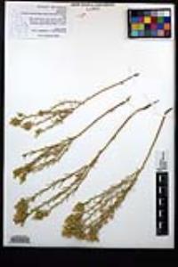 Ericameria parryi var. nevadensis image