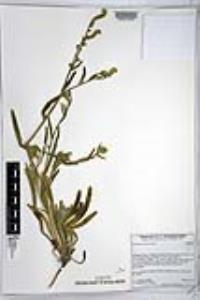 Amsinckia menziesii image