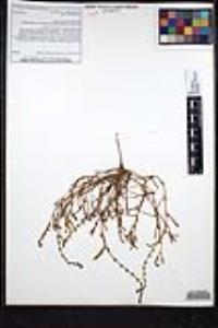 Plagiobothrys leptocladus image