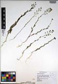 Camelina microcarpa image