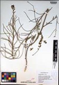 Caulanthus pilosus image