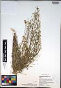 Descurainia longepedicellata image