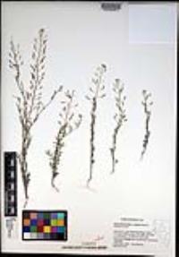 Descurainia pinnata subsp. glabra image