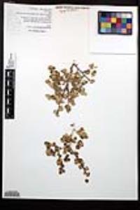 Physocarpus alternans image