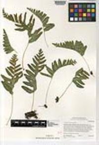 Polypodium californicum image