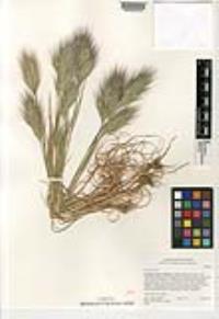 Bromus rubens image