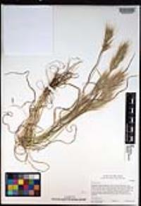 Bromus rubens image