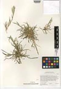 Hordeum murinum subsp. glaucum image