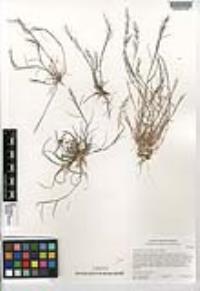 Muhlenbergia microsperma image