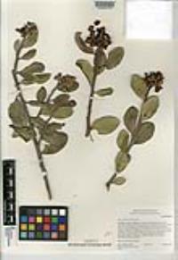 Rhus integrifolia image