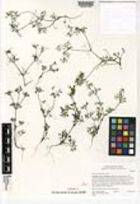 Apiastrum angustifolium image