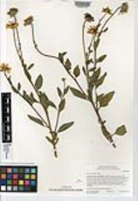 Encelia californica image