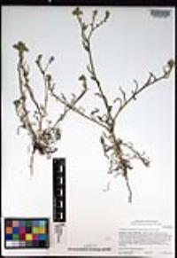 Cryptantha intermedia image
