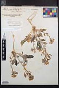 Chylismia claviformis var. peirsonii image