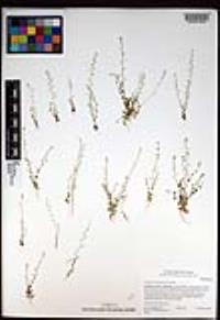 Athysanus pusillus image