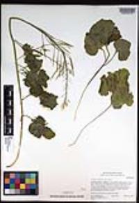 Cardamine californica image