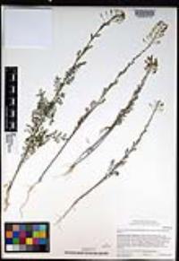 Descurainia pinnata subsp. brachycarpa image