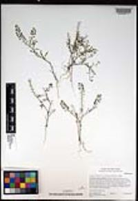 Lepidium virginicum subsp. menziesii image