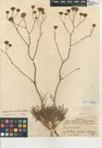 Chaenactis carphoclinia image