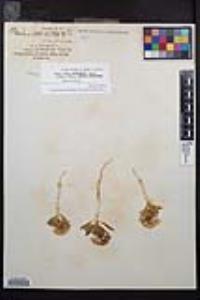 Eremothera boothii var. condensata image